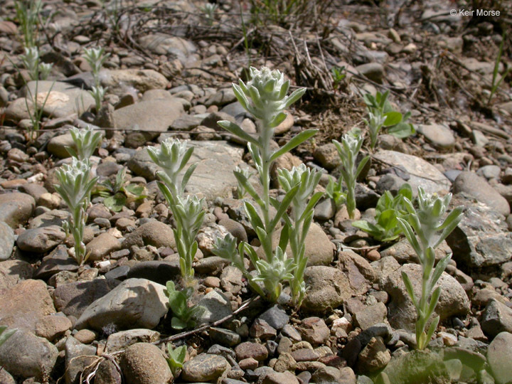 Image of western marsh cudweed