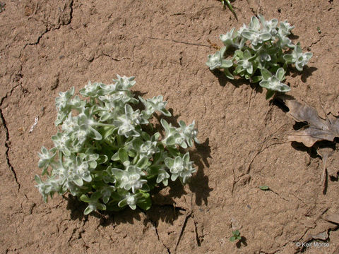 Image of western marsh cudweed