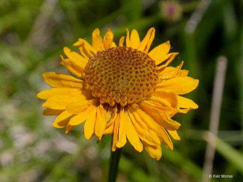 Image of Bigelow's sneezeweed