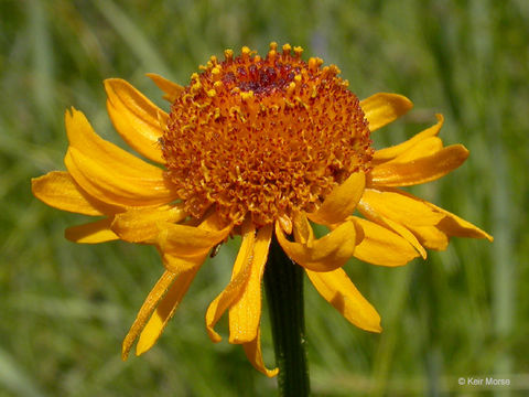 Image of Bigelow's sneezeweed