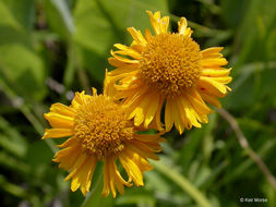 Image of Bigelow's sneezeweed