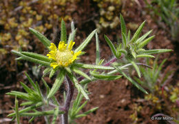 Image of Fitches Spikeweed