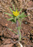 Image of Fitches Spikeweed