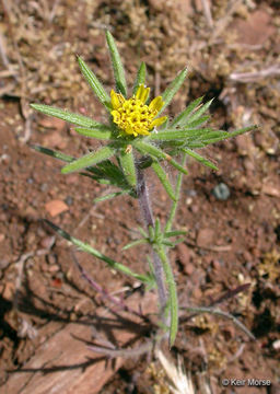 Image of Fitches Spikeweed