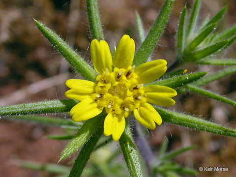 Image of Fitches Spikeweed