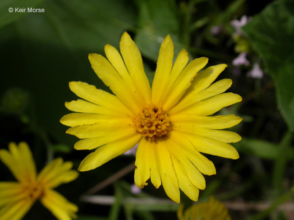 Слика од Madia elegans D. Don