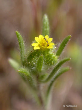 Image of small tarweed