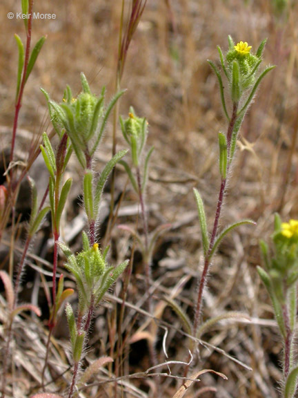 Слика од Madia exigua (Sm.) Greene