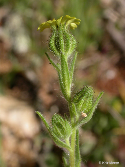 Image of grassy tarweed