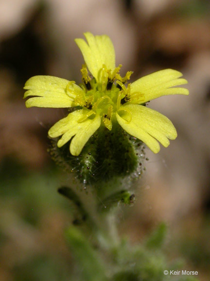 Image of grassy tarweed