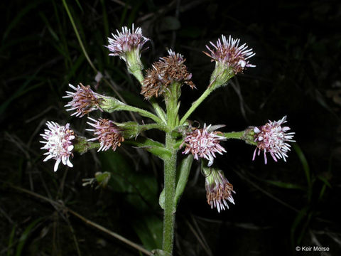 Plancia ëd Petasites frigidus var. palmatus (Ait.) Cronq.