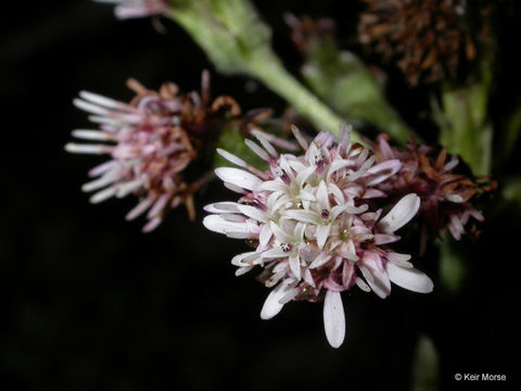 Image of arctic sweet coltsfoot