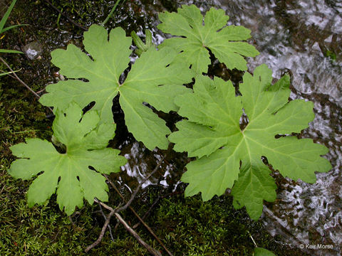 Imagem de Petasites frigidus var. palmatus (Ait.) Cronq.