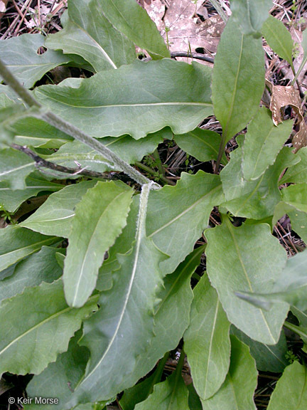 Imagem de Senecio integerrimus var. exaltatus (Nutt.) Cronq.