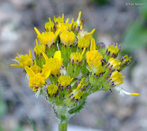 Imagem de Senecio integerrimus var. exaltatus (Nutt.) Cronq.