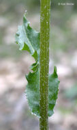 Image of Columbia ragwort