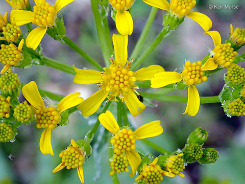 Imagem de Senecio integerrimus var. exaltatus (Nutt.) Cronq.