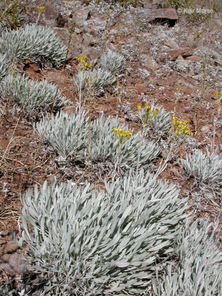 Image of Siskiyou Mountain Groundsel