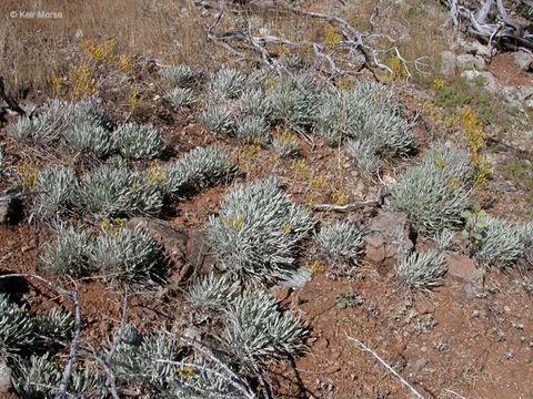 Image of Siskiyou Mountain Groundsel