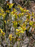 Image of Siskiyou Mountain Groundsel