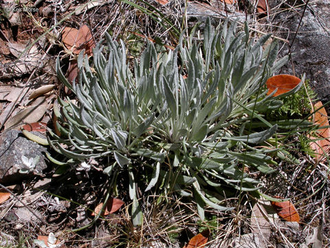 Image of Siskiyou Mountain Groundsel