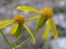 Image of Siskiyou Mountain Groundsel