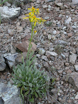 Image of Siskiyou Mountain Groundsel