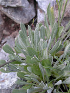 Image of Siskiyou Mountain Groundsel