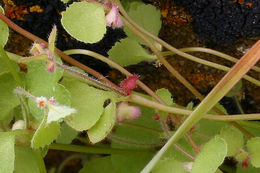 Pterostegia drymarioides Fisch. & Mey.的圖片