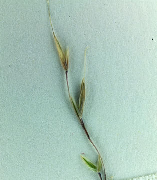 Image of western fescue