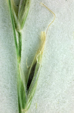 Image of western fescue