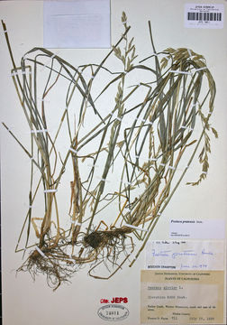 Слика од Lolium pratense (Huds.) Darbysh.