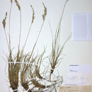 Image of Tall fescue