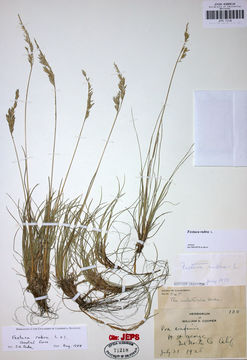 Image of red fescue