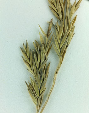 Image of red fescue