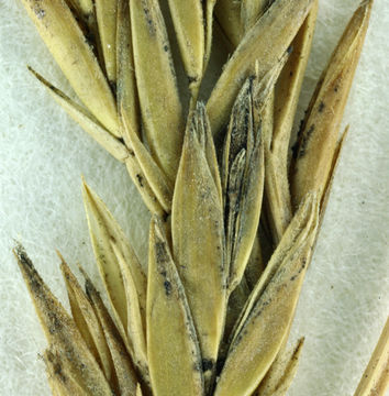 Image of red fescue