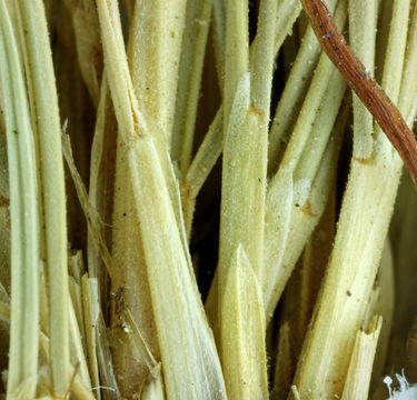 Image of Rocky Mountain fescue