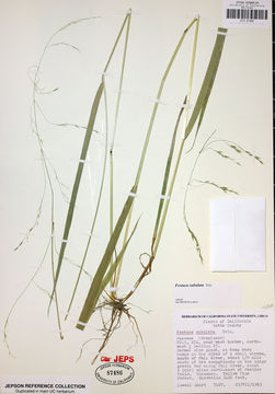 Festuca subulata Trin.的圖片