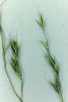 Image of bearded fescue