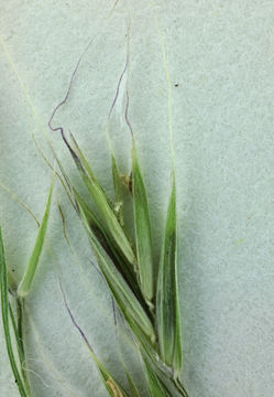 Image of bearded fescue