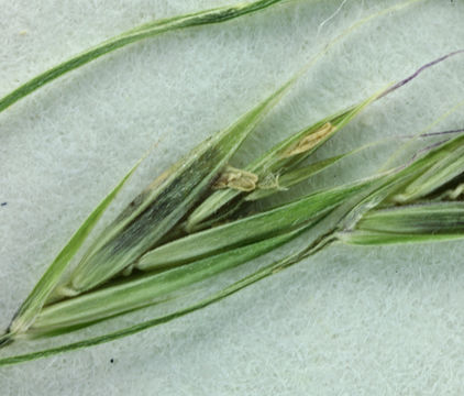 Image of bearded fescue