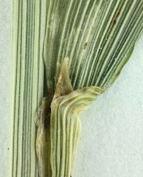 Image of bearded fescue