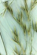 صورة Festuca subuliflora Scribn.