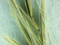 Image of crinkleawn fescue