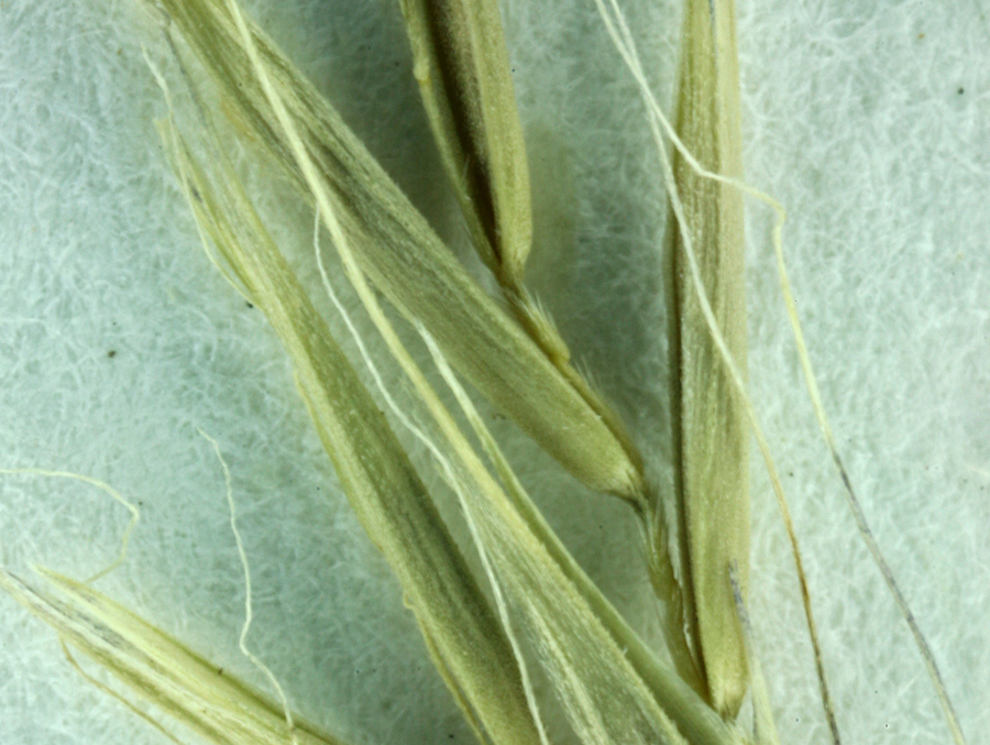 Image of crinkleawn fescue