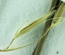 Image of crinkleawn fescue