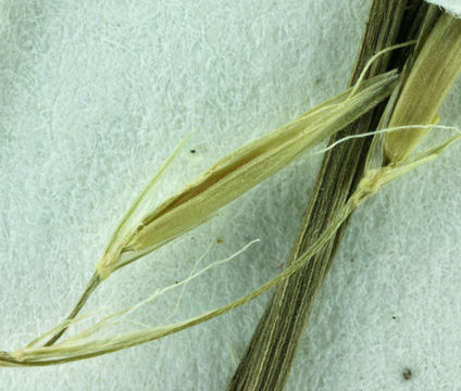 Festuca subuliflora Scribn. resmi