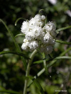 Image of Pearly Everlasting