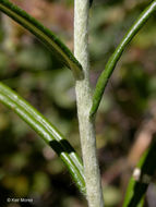 Image of Pearly Everlasting