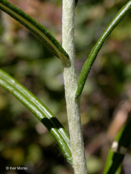 Imagem de Anaphalis margaritacea (L.) Benth.